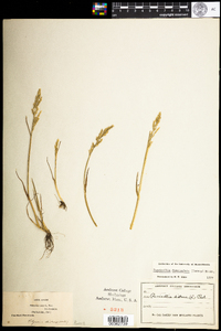 Puccinellia fasciculata image