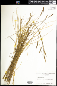 Spartina patens image