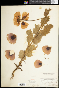 Papaver somniferum image