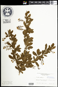 Berberis vulgaris image