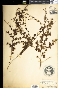 Lespedeza procumbens image