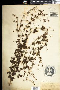 Lespedeza procumbens image