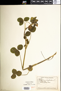 Trifolium hybridum image