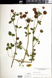 Trifolium hybridum image