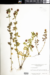 Trifolium aureum image