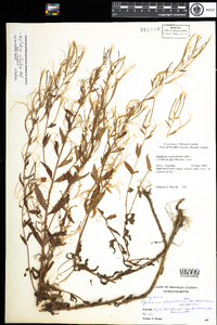 Epilobium ciliatum image