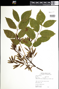 Fraxinus americana image