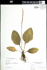 Plantago rugelii image