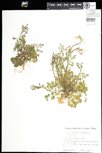 Cardamine hirsuta image