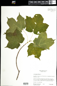 Acer nigrum image