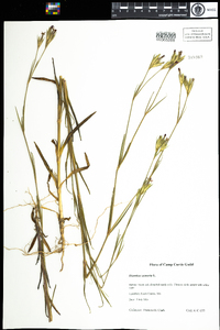 Dianthus armeria image