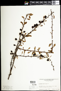 Berberis thunbergii image