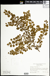 Berberis thunbergii image