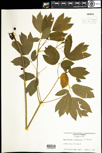 Caulophyllum thalictroides image