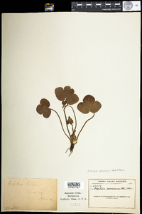 Hepatica nobilis var. obtusa image