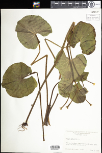 Caltha palustris image