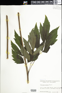 Actaea racemosa var. racemosa image