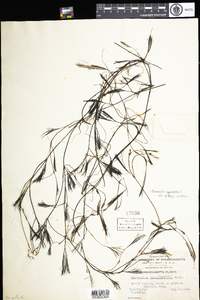 Ranunculus aquatilis var. diffusus image