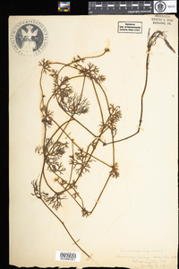 Ranunculus circinatus image