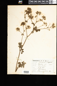 Thalictrum pubescens image