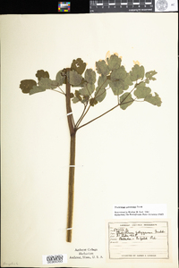 Thalictrum pubescens image