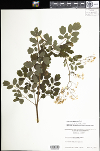 Thalictrum pubescens image