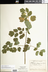 Thalictrum pubescens image