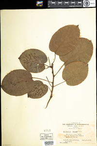 Actinidia arguta image