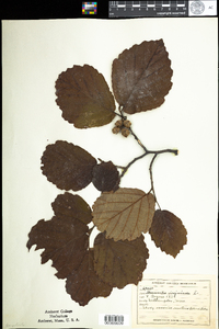 Hamamelis virginiana image