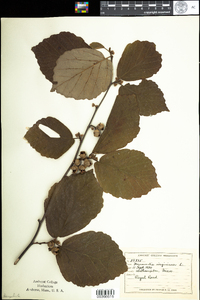 Hamamelis virginiana image