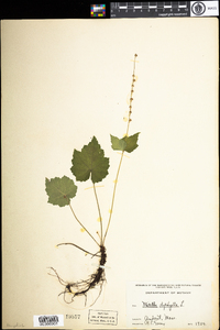 Mitella diphylla image