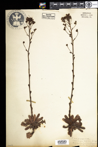 Saxifraga paniculata image