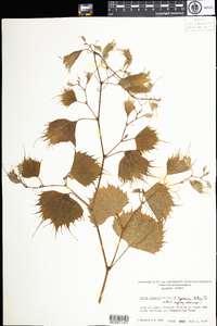 Vitis riparia image