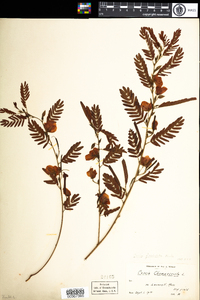 Chamaecrista fasciculata image