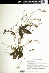 Desmodium perplexum image