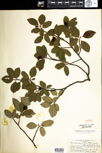 Amelanchier bartramiana image