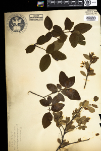 Amelanchier bartramiana image