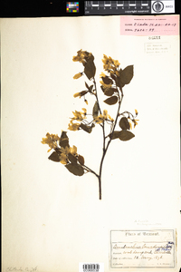 Amelanchier laevis image