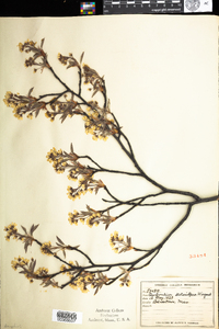 Amelanchier spicata image