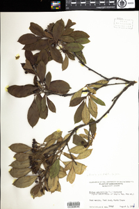 Photinia pyrifolia image