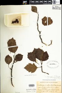 Crataegus succulenta image