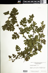 Crataegus monogyna image