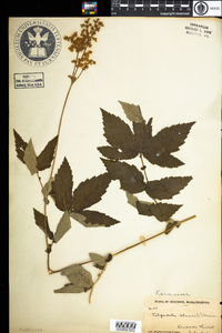 Filipendula rubra image