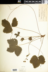 Fragaria vesca subsp. americana image