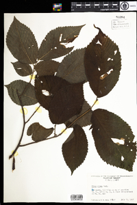 Ulmus rubra image