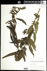 Urtica gracilis subsp. gracilis image