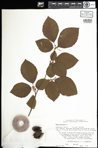 Fagus sylvatica image