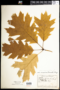 Quercus rubra image