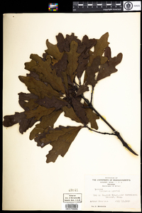 Quercus bebbiana image