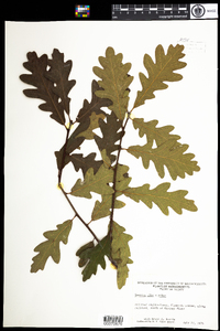 Image of Quercus bimundorum